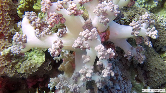 Layang-layang Island, Sabah Layang-layang Island, Sabah