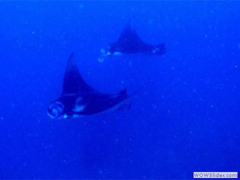 Mola Mola is calling...